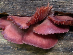 Callistosporium purpureomarginatum