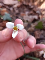 Galanthus reginae-olgae