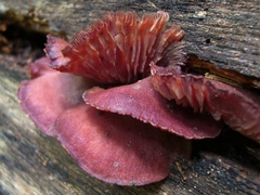 Callistosporium purpureomarginatum