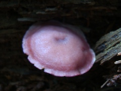 Callistosporium purpureomarginatum