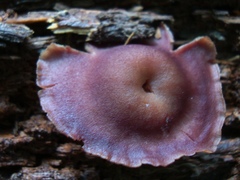 Callistosporium purpureomarginatum