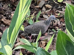 Streptopelia chinensis