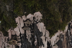 Corticium roseum