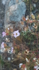 Chamaerhodos grandiflora