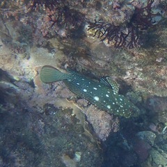 Epinephelus
