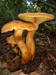 Gymnopilus junonius