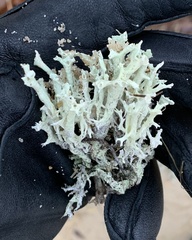 Cladonia boryi