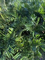 Zamia integrifolia