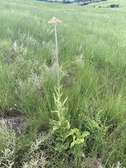 Helichrysum nudifolium