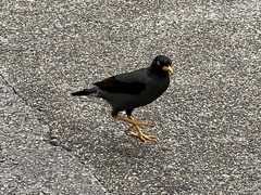 Acridotheres javanicus