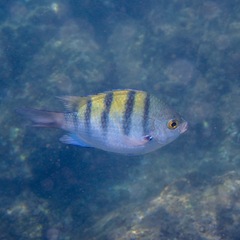 Abudefduf troschelii