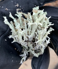 Cladonia boryi