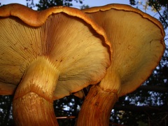 Gymnopilus junonius