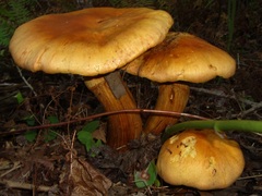 Gymnopilus junonius