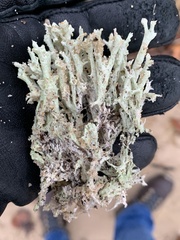 Cladonia boryi