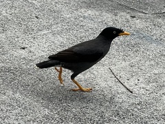 Acridotheres javanicus