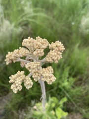Helichrysum nudifolium