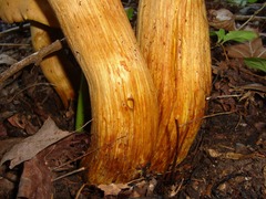 Gymnopilus junonius