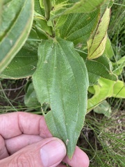 Helichrysum nudifolium