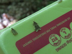 Clepsis melaleucanus