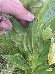 Helichrysum nudifolium
