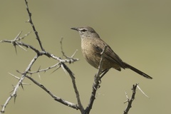 Cercotrichas coryphoeus