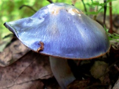 Cortinarius iodes