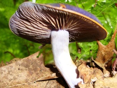 Cortinarius iodes