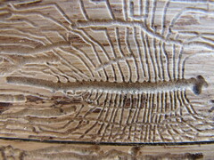 Dendroctonus