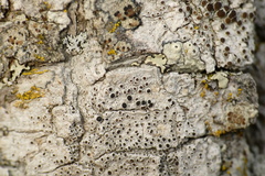 Lecanora hybocarpa