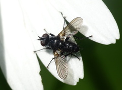 Phania funesta