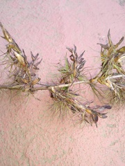 Vriesea