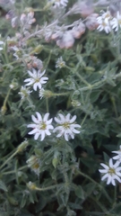 Stellaria dichotoma