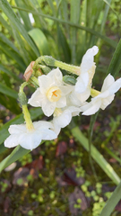 Narcissus tazetta