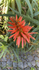 Aloe arborescens