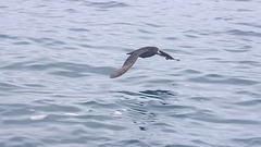 Procellaria westlandica