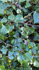 Hedera canariensis