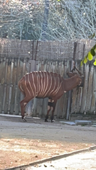 Tragelaphus