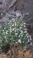 Stellaria dichotoma