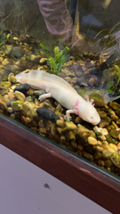 Ambystoma mexicanum