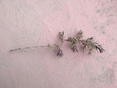 Vriesea