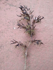 Vriesea