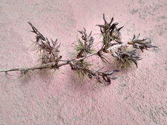 Vriesea