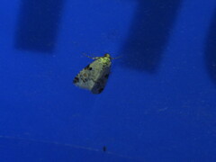 Maliattha concinnimacula