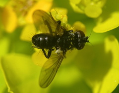 Phania funesta