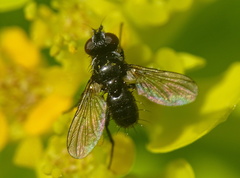 Phania funesta