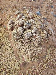 Anabasis cretacea