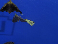 Maliattha concinnimacula