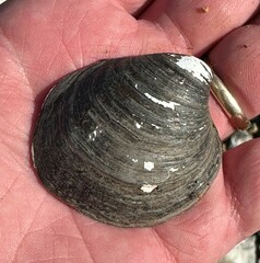 Reginaia ebenus