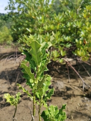 Acanthus ebracteatus